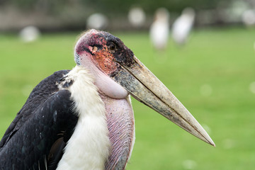 Marabou Stork close up