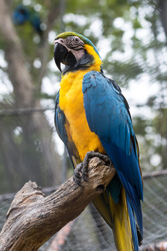 blue-and-yellow macaw (Ara ararauna) sitting on log