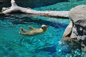 Ours polaire nageant dans l& 39 eau bleue