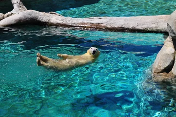 Crédence de cuisine en verre imprimé Cercle polaire Ours polaire nageant dans l& 39 eau bleue