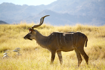 mountain antelope