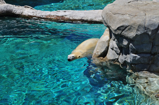 Polar bear swimming in blue water