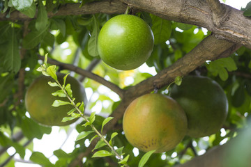 Pamela tree with fruits,Indonesia