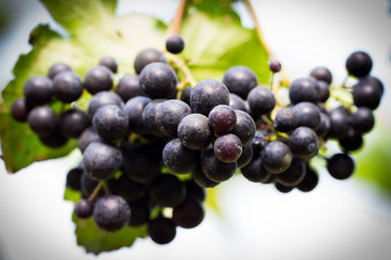Fototapeta premium Ripe grapes ready for harvesting in the fram
