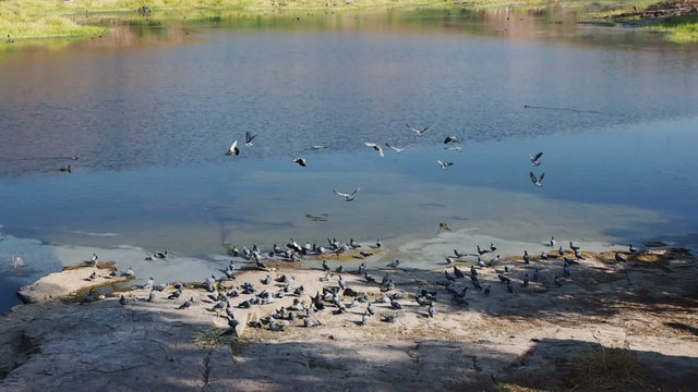 Flock of Pigeon in Jodhpur