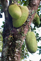 Jack Fruit hanging on tree