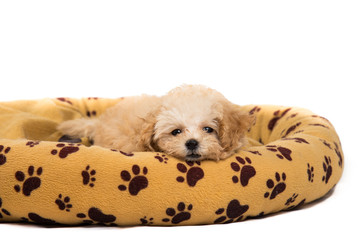 Cute poodle puppy resting on her bed