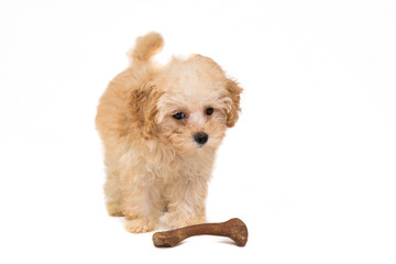 Poodle puppy with her toy bone
