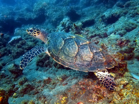 Sea turtle, Island Bali, Tulamben