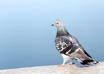 grey pigeon on a wall near the sea
