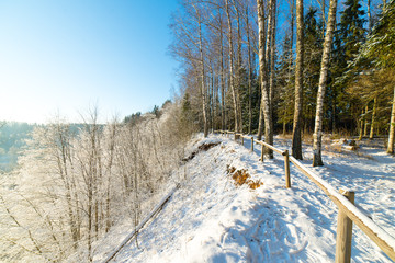 snowy winter forest landscape with snow covered trees