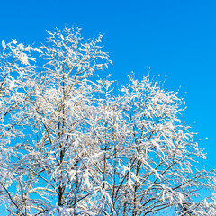 snowy winter trees on bright blue sky