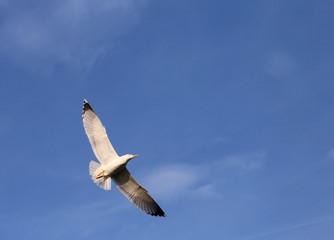 evolution of the flight of a Seagull in the sky