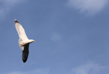 evolution of the flight of a Seagull in the sky
