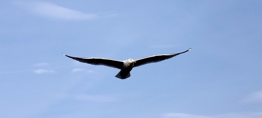 evolution of the flight of a Seagull in the sky