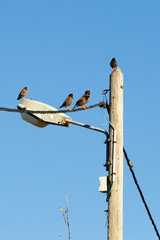 Four mynah on a column