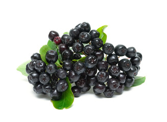 bunch of ripe berries of Aronia isolated on a white background