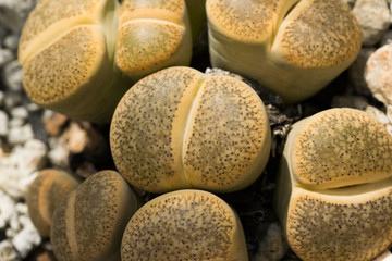 Lithops aucampiae