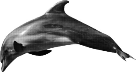 grey dolphin from dots on white © Alexander Potapov