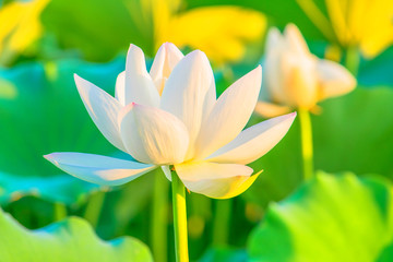 Obraz premium White lotus flower