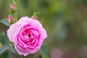 Closeup Rose flower in the garden