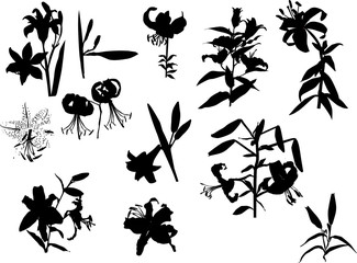 black lily flowers silhouettes isolated on white