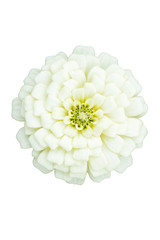 White zinnia, cut out, white background