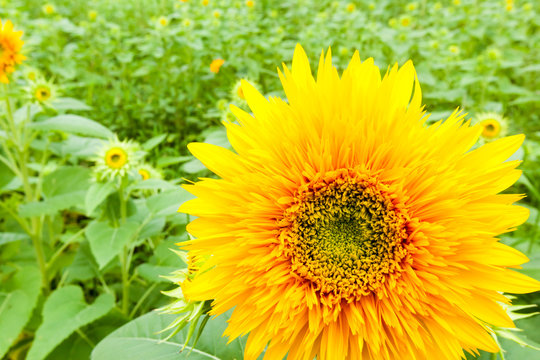 “Tohoku Yae”, Sunflower in Summer