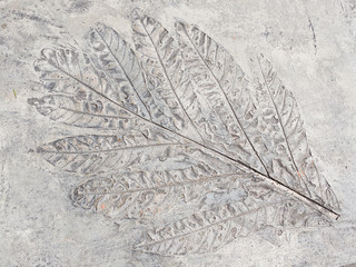 ancient leaf