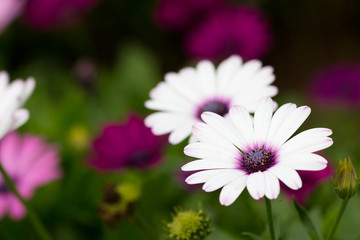 Fototapeta premium Closeup white with purple pollen flower in the garden