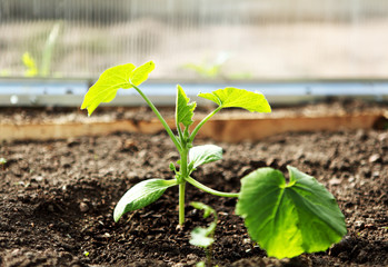 young sprout in the greenhouse