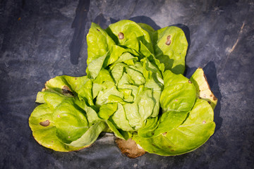 Fresh lettuce growing in an hydroponics system