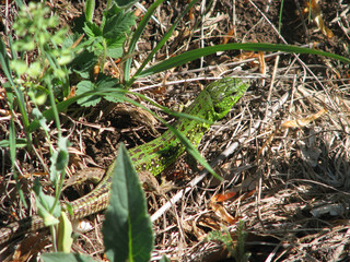 prairie lizard