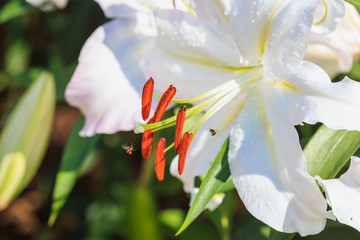 lily flower in the garden