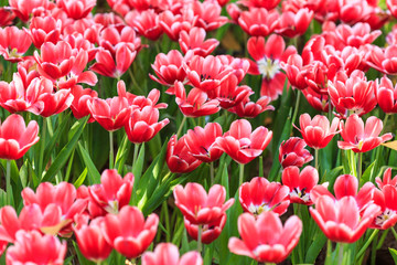 Fototapeta premium Colorful tulips in the park in Chiang Rai, Thailand