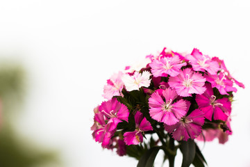 Group of pink flower on white cloud background in the garden