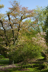 Obraz premium gardens of ninfa