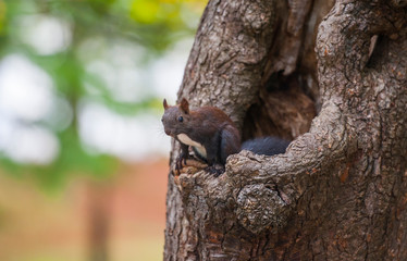 squirrel on a tree, Tivoli park, Ljubljana, Slovenia