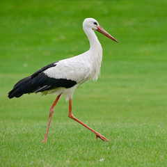 Stork on the green grass
