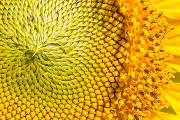 Close up Sunflower