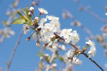 Flowering Cherry Tree