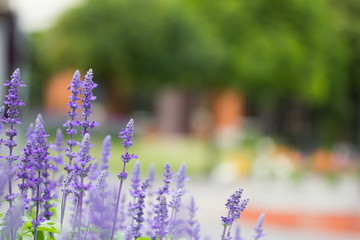 Obraz premium Purple flower in the garden