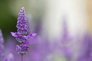 Obraz na płótnie Canvas Purple flower in the garden