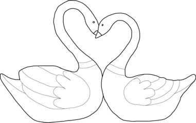 Swans in love