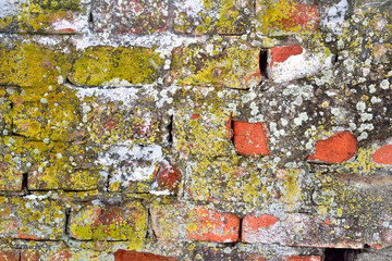Old brick wall covered with mold and moss background © avtor_ep