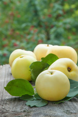 Apples in the garden