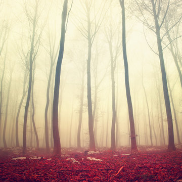 Fantasy red color forest