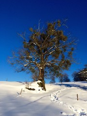 Mistelbaum im Schnee