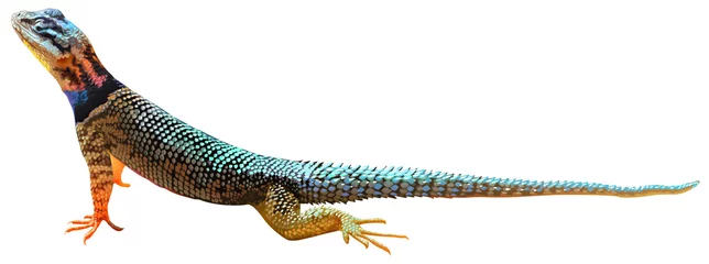 Foto op Plexiglas A lizard © blueringmedia