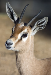gazella dorcas